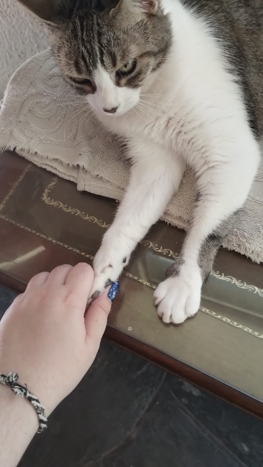 Tuni giving me her paw